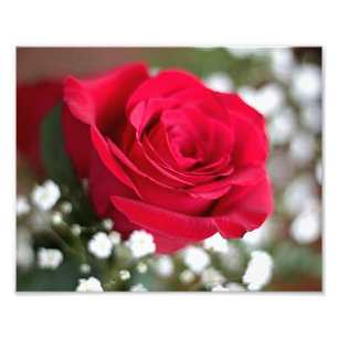 Foto Rosa vermelha