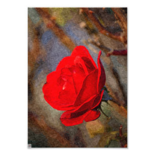 Foto Rosa Vermelha