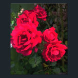 Foto Rosa vermelha Blooming<br><div class="desc">Rosas vermelhas Rosarium. Rosas vermelhas magníficas florescem o verão inteiro.</div>