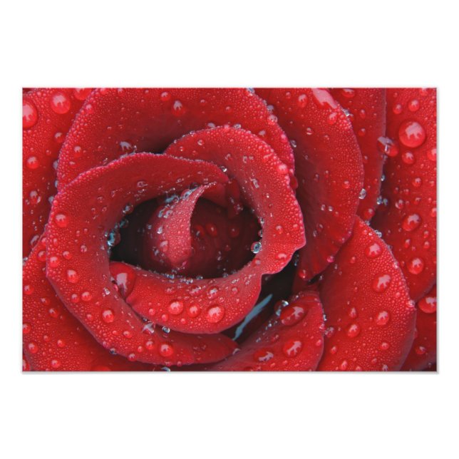 Foto Rosa vermelha coberta de orvalho decorando túmulo  (Frente)