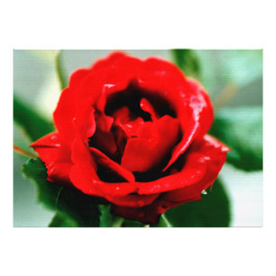 Foto Rosa vermelha com gotas de mastigação