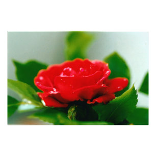 Foto Rosa vermelha de manhã coberta com gotas de orvalh