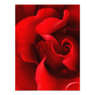 Foto Rosa vermelha - os rosas personalizaram o modelo