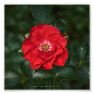 Foto Rosa vermelha P6568