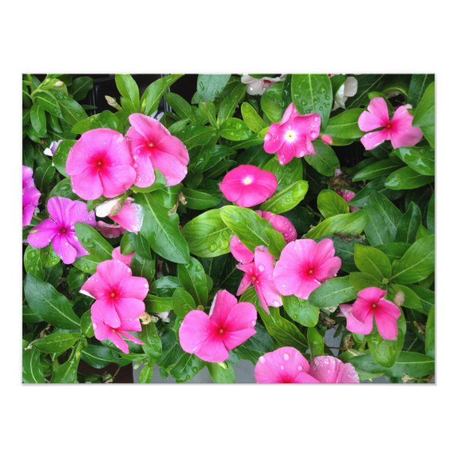 Foto Rosa Vinca Flower Bush (Frente)