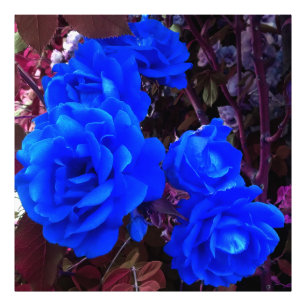 Foto Rosas azuis elétricos