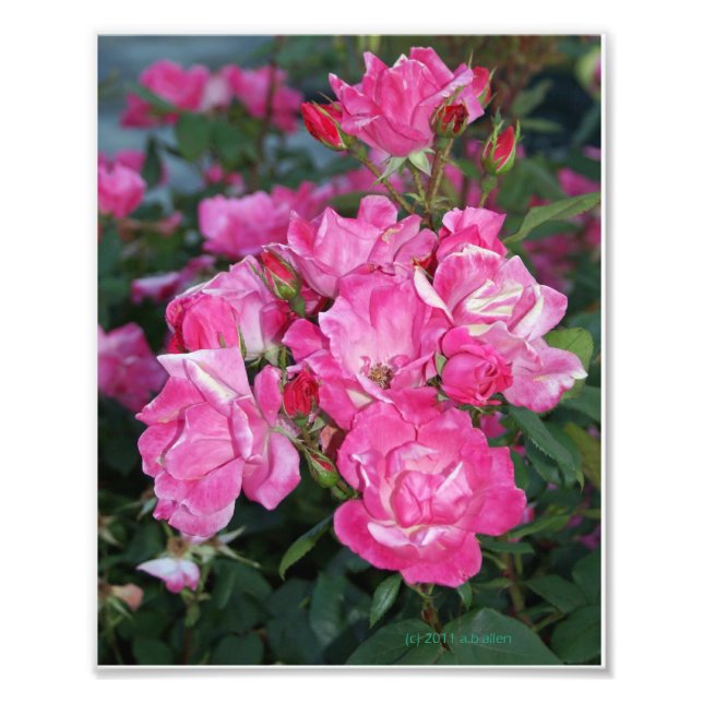 Foto Rosas Cor-de-Rosa I (Frente)