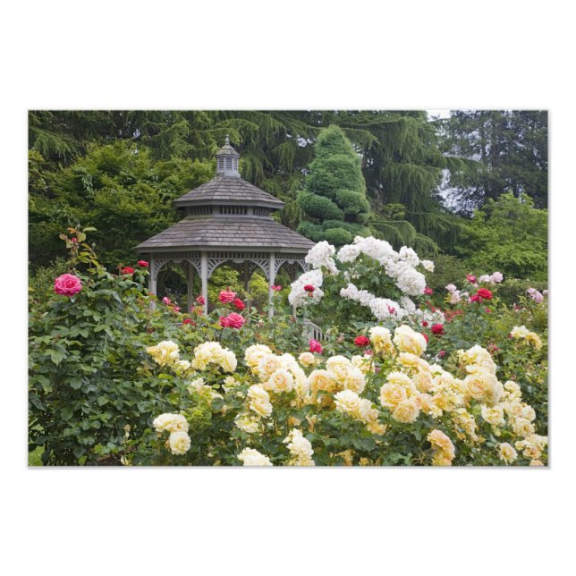 Foto Rosas no Jardim Rosa de Flores e Gazebo (Frente)