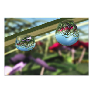 Foto Rosas no Raindrops Photo Impressão