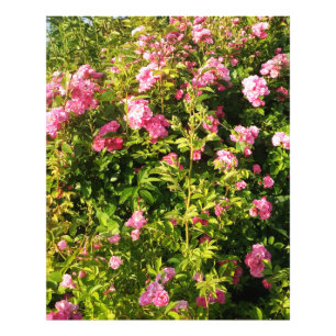 Foto Rosas rosa na floração