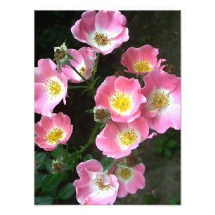 Foto Rosas selvagens de florescência no jardim secreto