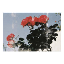 Rosas Vermelhas Antigas Contra um Céu Azul