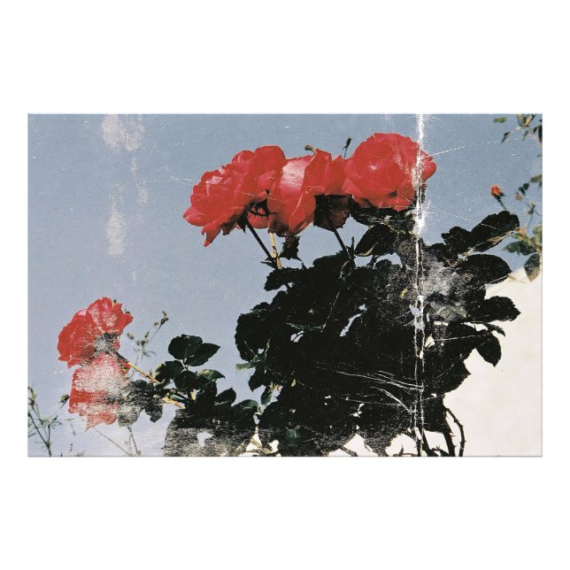 Foto Rosas Vermelhas Antigas Contra um Céu Azul (Frente)