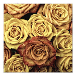 Foto Rosas Vintage