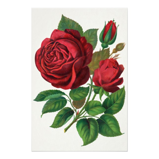 Foto Rose Print Rochester Lithographing and Printing Co (Frente)