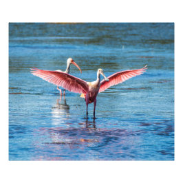 Foto Roseate Spoonbill 48 x 40 Kodak Pro
