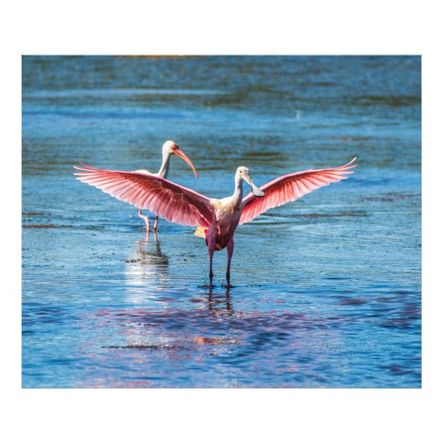 Foto Roseate Spoonbill 48 x 40 Kodak Pro (Frente)