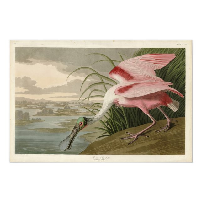 Foto Roseate Spoonbill, das Aves da América de Audubon (Frente)