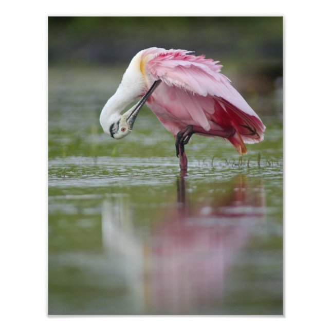 Foto Roseate Spoonbill (Platalea ajaja) 11 x 14 (Frente)