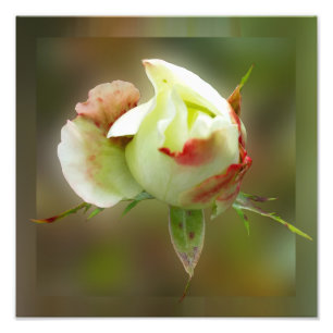 Foto rosebud brilhando