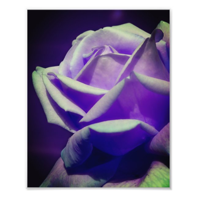 Foto Rosebud roxo 8x10 (Frente)