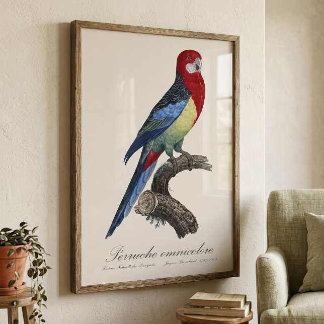 Foto Rosella-oriental ou periquito Platycercus eximius (Eastern rosella or Platycercus eximius parakeet. Photo Print)