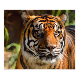 Foto Rosto de Tigre