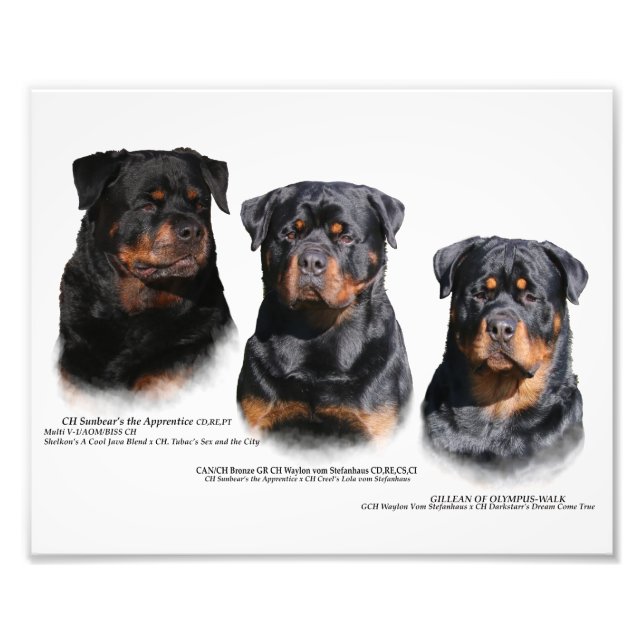 Foto Rottweiler (Frente)