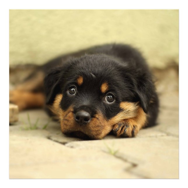 Foto Rottweiler20150901 (Frente)