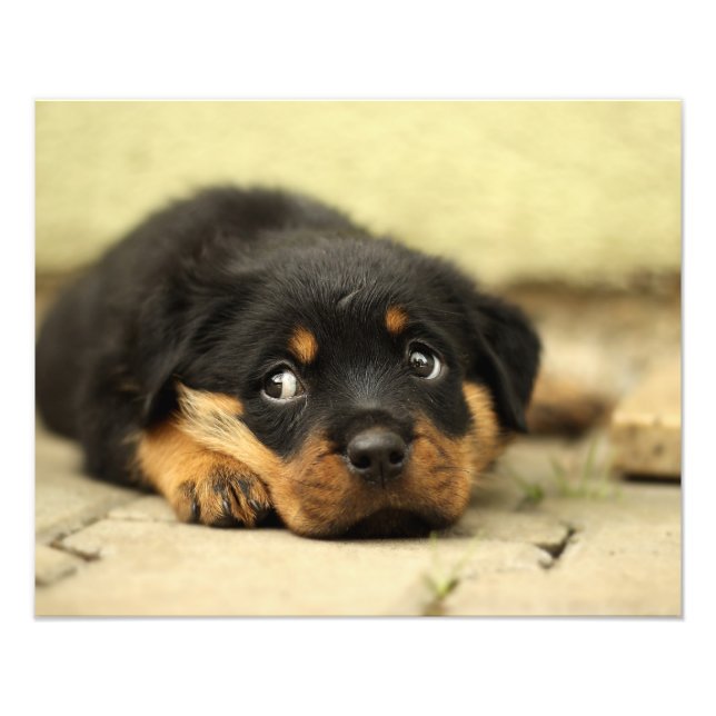 Foto Rottweiler cachorrinho curioso sobre a vida (Frente)