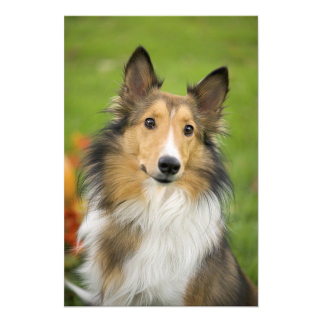 Foto Rough Collie, cão (Frente)