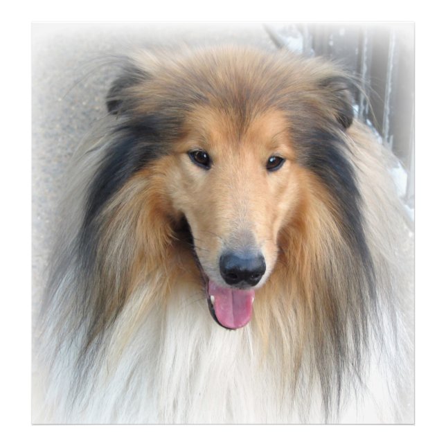 Foto Rough Collie Portrait (Frente)