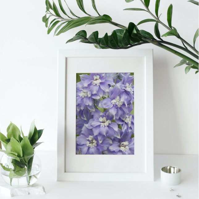 Foto Roxo Delphinium Blooms Floral (In Situ Framed)