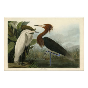 Foto Roxo Heron - das Aves da América de Audubon