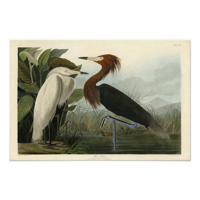 Foto Roxo Heron - das Aves da América de Audubon (Frente)