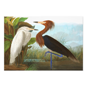 Foto Roxo Heron por John James Audubon