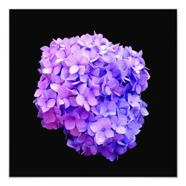 Foto 'Roxo Hydrangea Bloom' Impressão fotográfico (Frente)