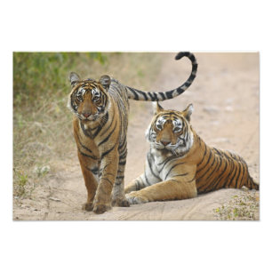 Foto Royal Bengal Tiger e jovem Ranthambhor
