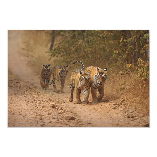 Foto Royal Bengal Tigers em movimento, Ranthambhor (Frente)