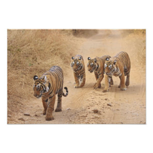 Foto Royal Bengal Tigers na pista, Ranthambhor 8