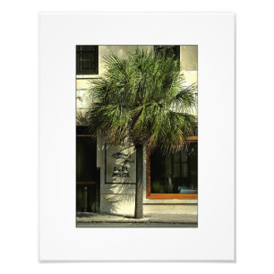 Foto Rua de Charleston com árvore do Palmetto