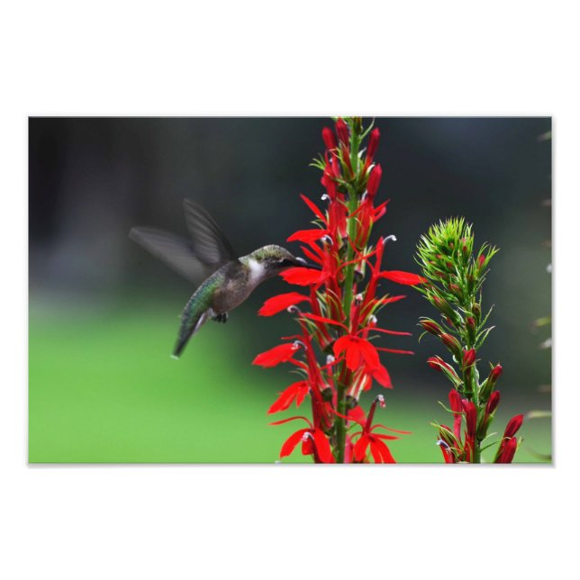 Foto Ruby Throated Hummingbird (Frente)