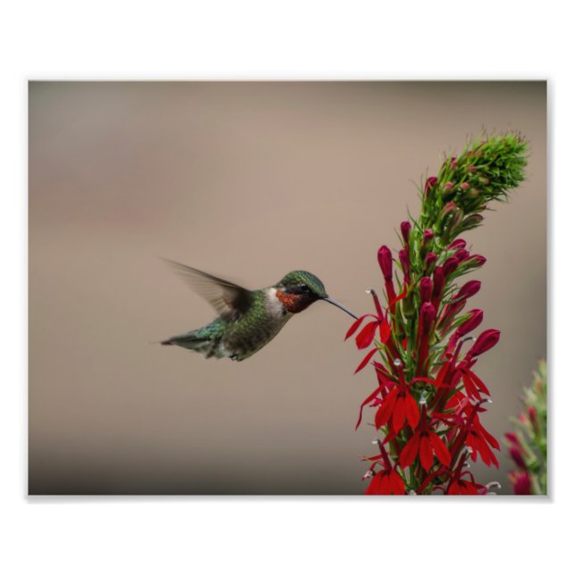 FOTO RUBY THROED HUMMINGBIRD (Frente)