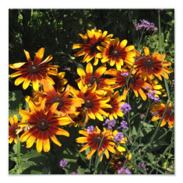 Foto Rudbeckia 12"x12"