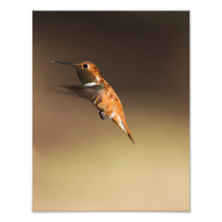 Foto Rufous Hummingbird em voo
