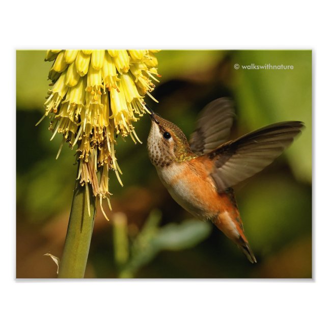 Foto Rufous Hummingbird Siping Kniphofia Nectar (Frente)