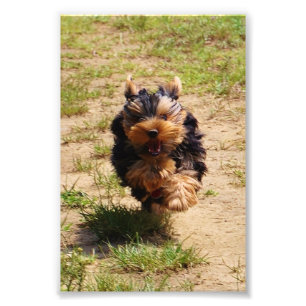Foto running do yorkshire terrier