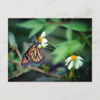 Foto Rustic | Cartão postal Monarcas e Flores Selv