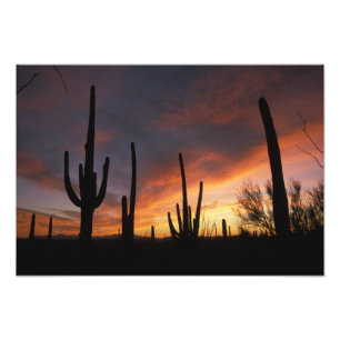 Foto saguaro cactos, Carnegiea gigantea, depois