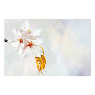 Foto Sakura - cereja japonesa floresce